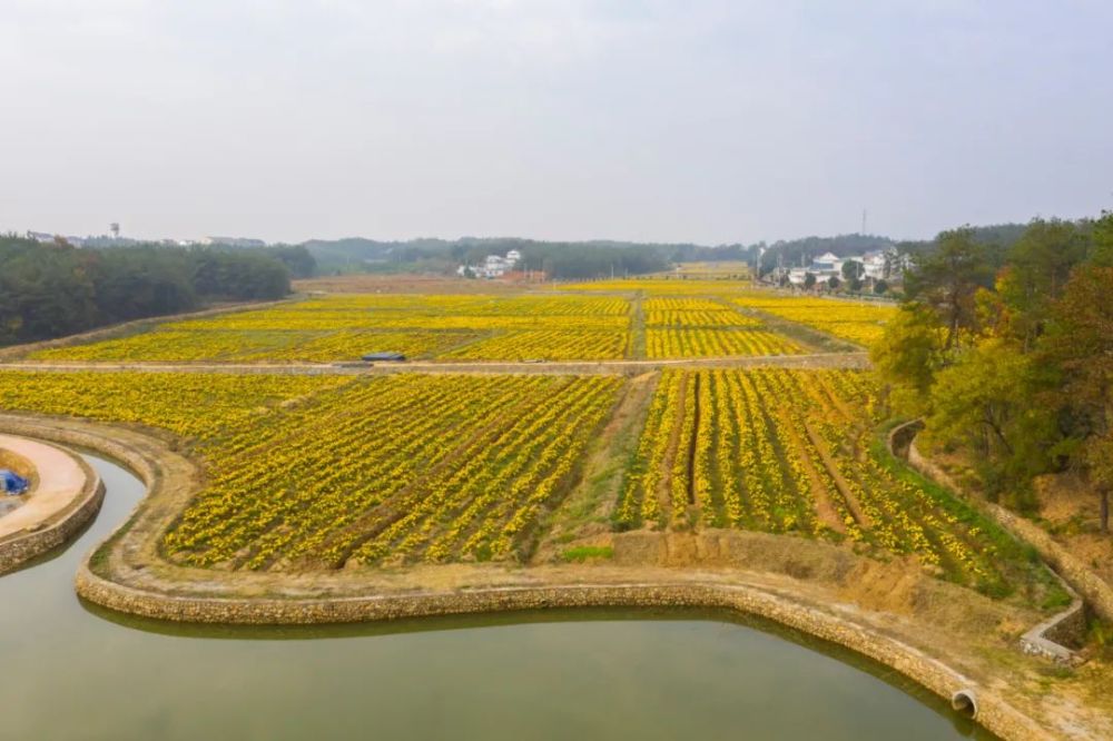 近日,黃鋪鎮黃鋪村150畝金絲皇菊進入盛開採收期,田間地頭,到處呈現出