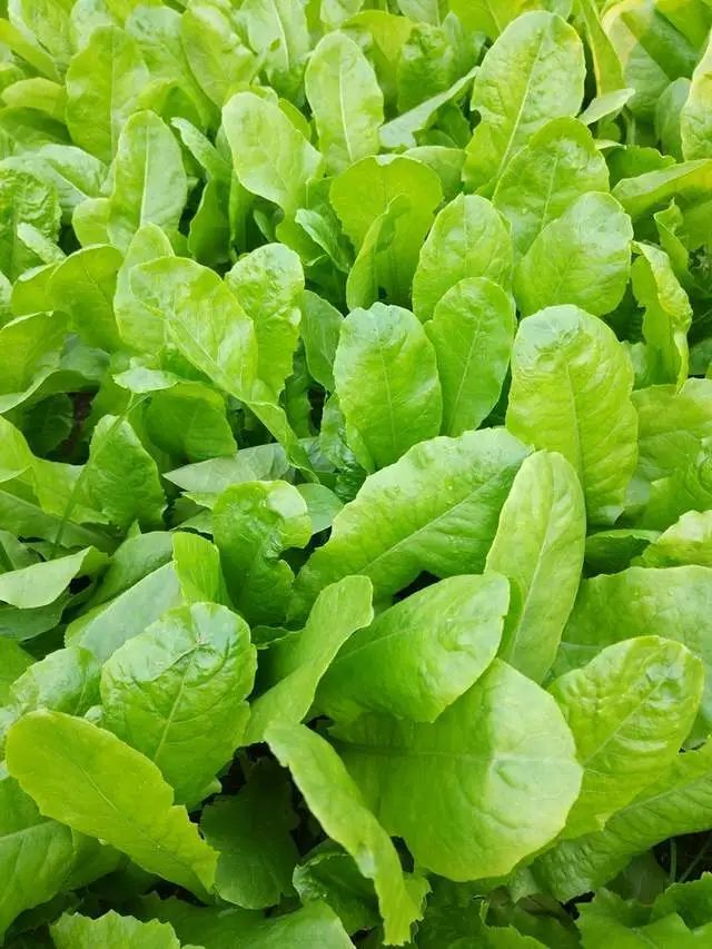 外形出众口感脆嫩的孔雀菜你还没种过吗种植户们赶紧安排