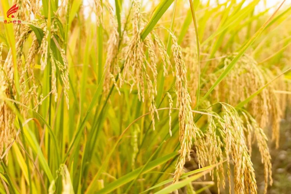 秋意浓稻谷香狮山藏了片金色海洋靓绝