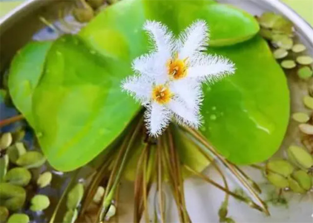 一叶莲的花语和寓意:怡然自得,清心你我,1片叶子就开花的植物