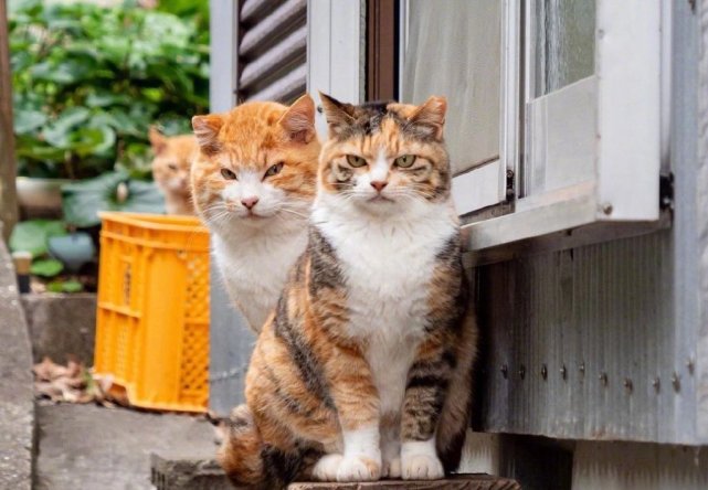 背景可爱猫咪qq微信朋友圈背景图