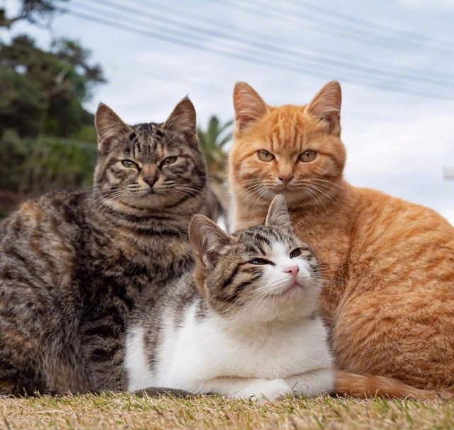 背景可爱猫咪qq微信朋友圈背景图