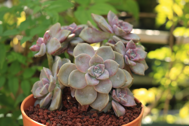 紫乐景天科风车草属多肉植物普货品种出状态叶色紫红好看