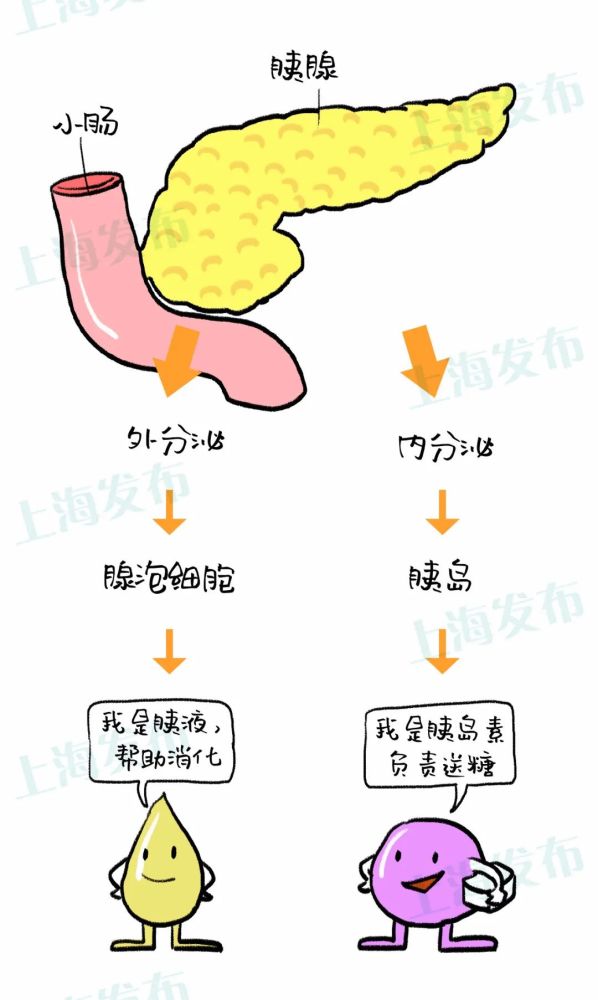 脂源性胰腺炎 腾讯网