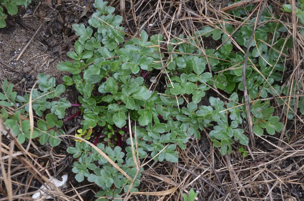 宁波植物它是五参之一海滩沙地上才能生长
