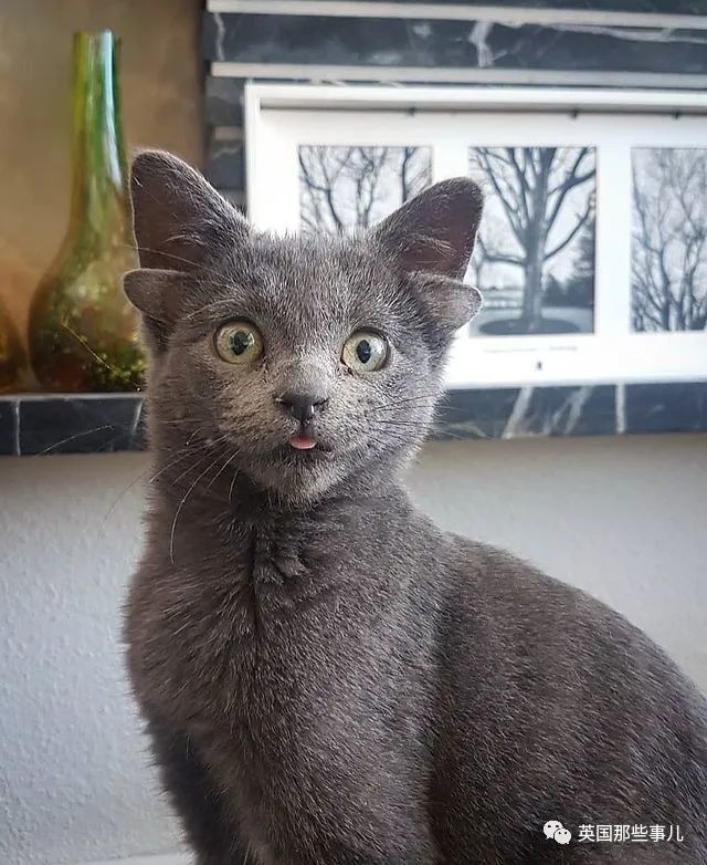 神似无牙仔的四耳猫这些辛苦出生的四耳猫也是粘人的小天使