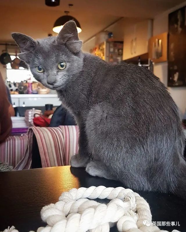 神似无牙仔的四耳猫这些辛苦出生的四耳猫也是粘人的小天使