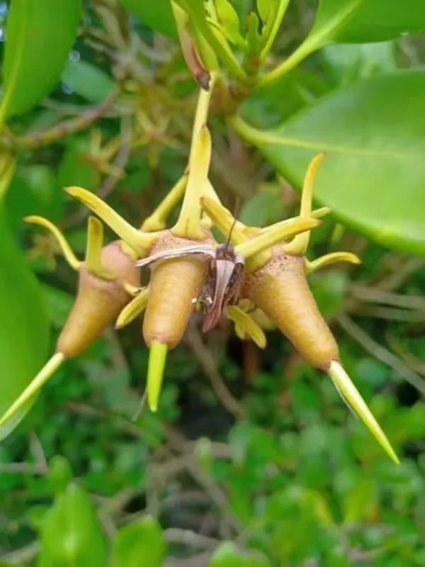 021/11/06:红树林_腾讯新闻