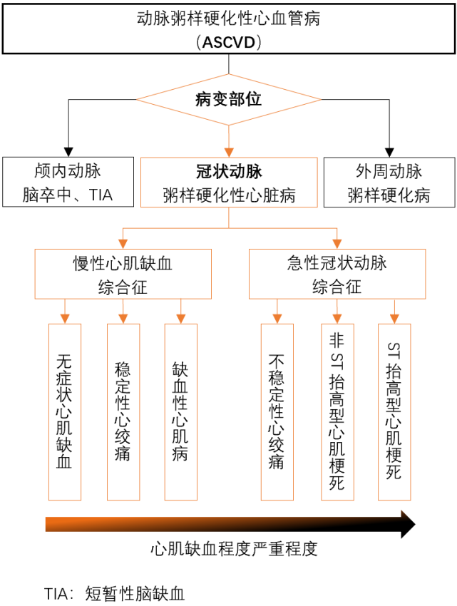 二,冠心病的临床分型当冠状动脉管腔狭窄 50%时,心肌供血一般不受影响