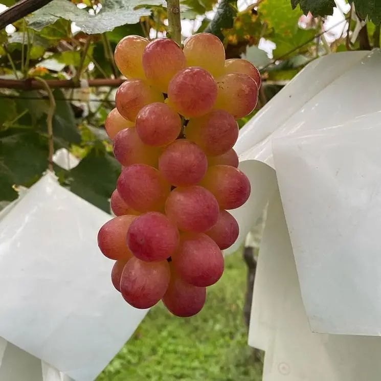 日本葡萄品种姬果