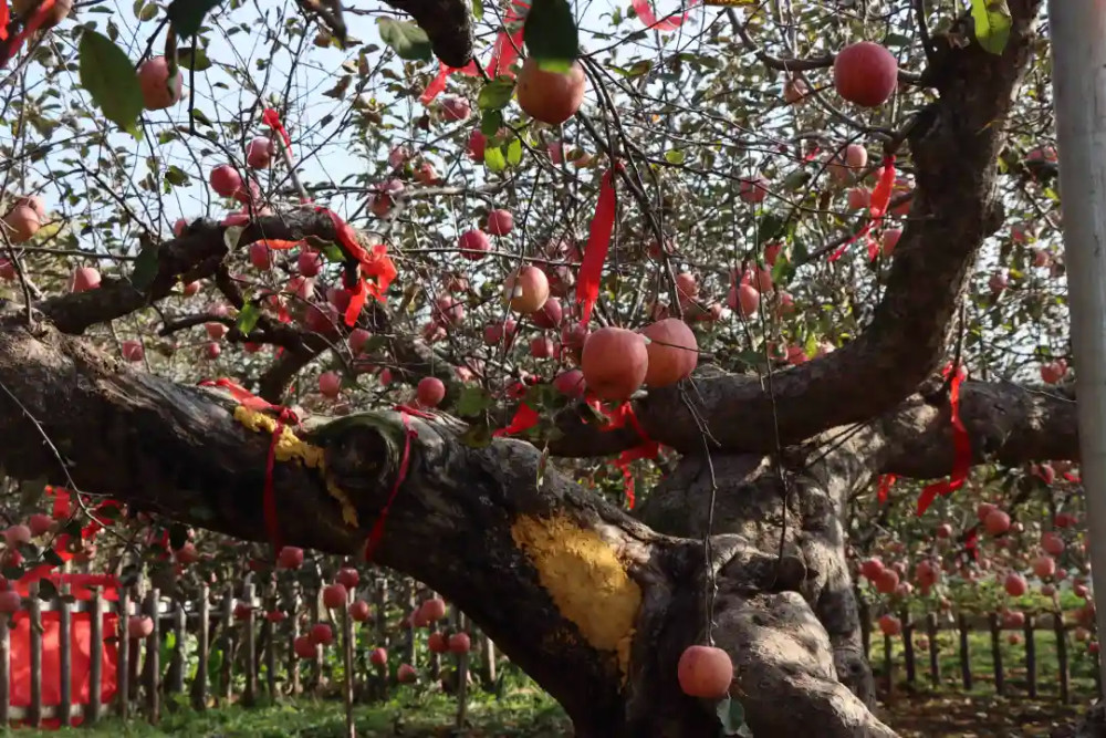 蓬莱百年老树今年结1700个苹果系中国现存最长树龄苹果树_腾讯新闻
