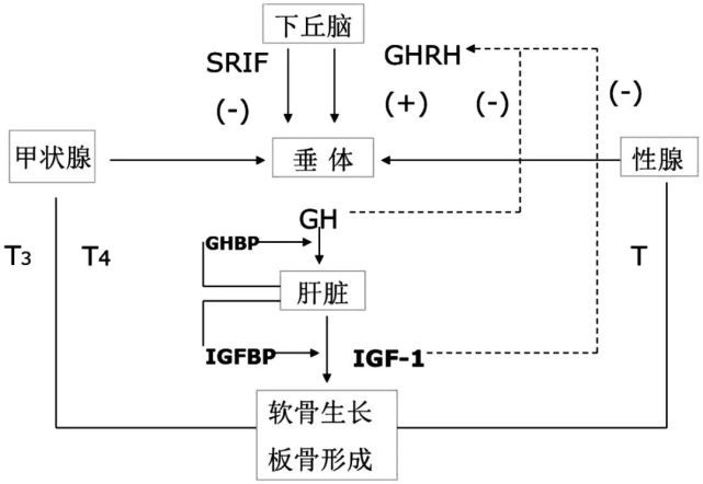 生长激素轴图片