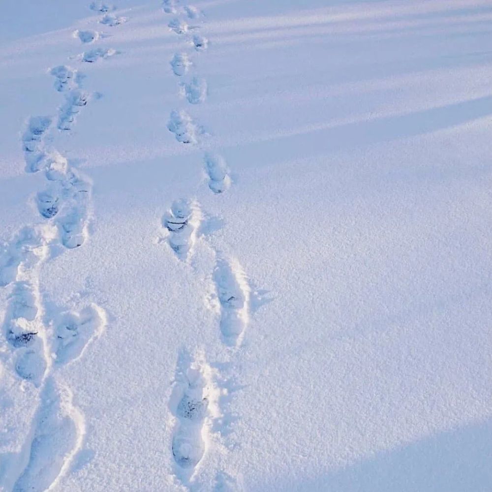 適合冬天的下雪背景圖