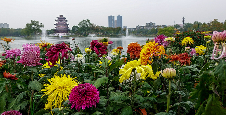 紫阳公园菊花展图片