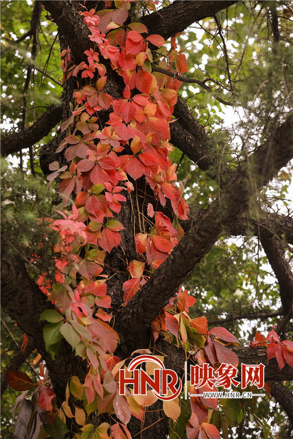 立冬落叶铺满地