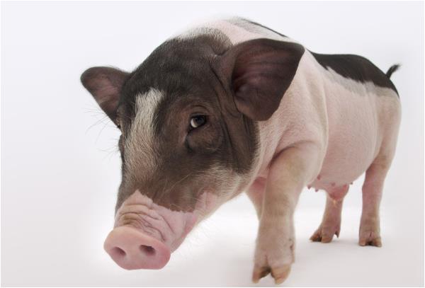 1983年生肖猪的朋友开朗豁达,处事果断,到了临近春节劫难已过,财运抽