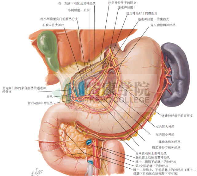 神經解剖學胃和十二指腸的神經