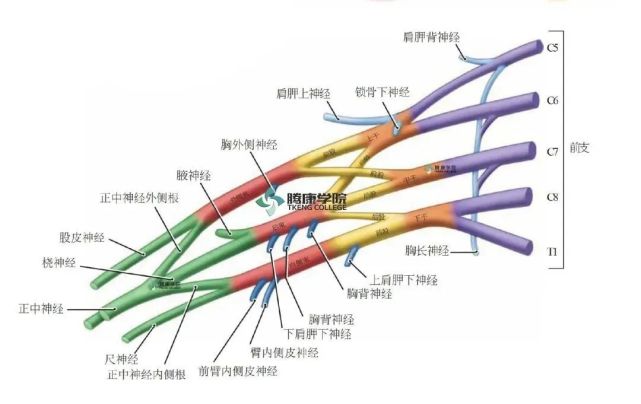 然後成為定義明確的神經,稱為正中神經,橈神經和尺神經