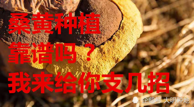 种植这种中药材每亩可收入30多万元，但为什么很多农民还是不敢种植呢？药材种植中心一般都有什么部门