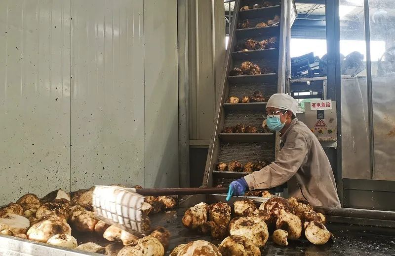 兴义敬南镇:魔芋企业加工生产忙_腾讯新闻