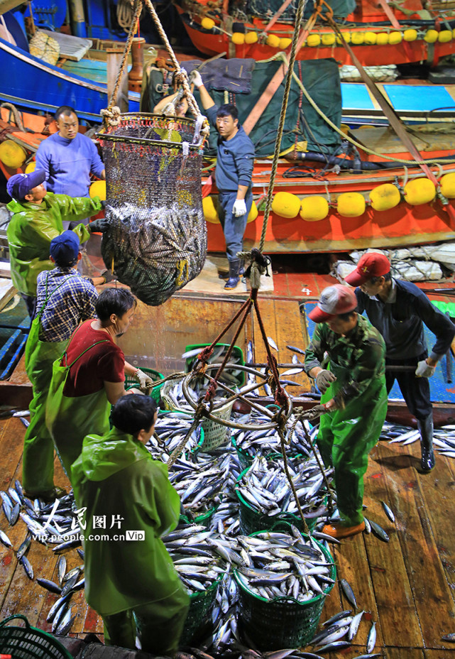 浙江玉环:渔汛丰收季 捕捞归来鱼满仓|浙江|丰收|渔船|渔民|玉环市