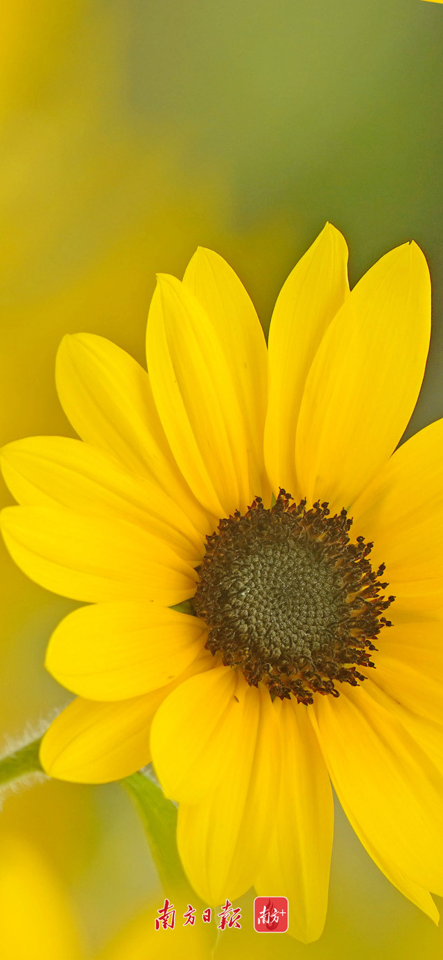 浪漫立冬日,花开满佛山,快来收取冬日第一张屏保!