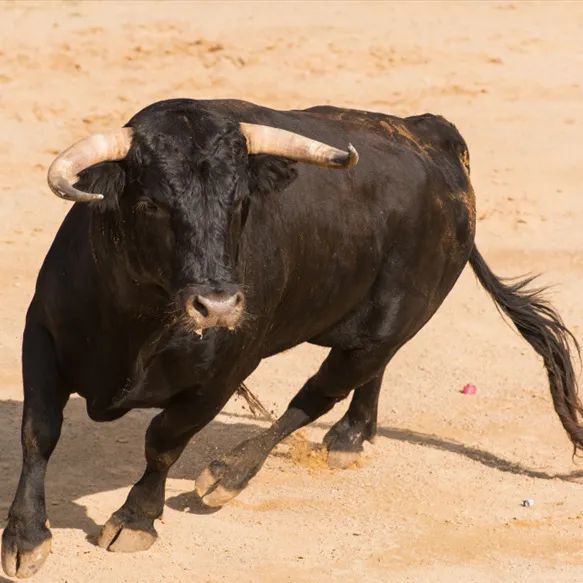 摩登动物小剧场牛真的会冲向红色吗