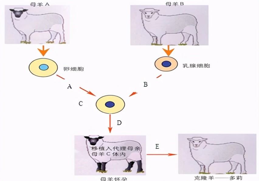 看看克隆羊多莉的结局,你就明白了