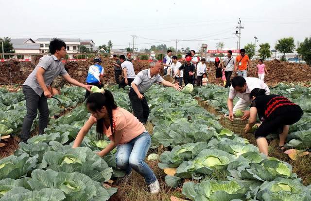 "偷菜团"来了,整块地被偷光,偷不完直接踩坏,菜农损失巨大_腾讯新闻