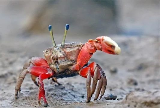 瞧湛江这片红树林原来藏着那么多住客