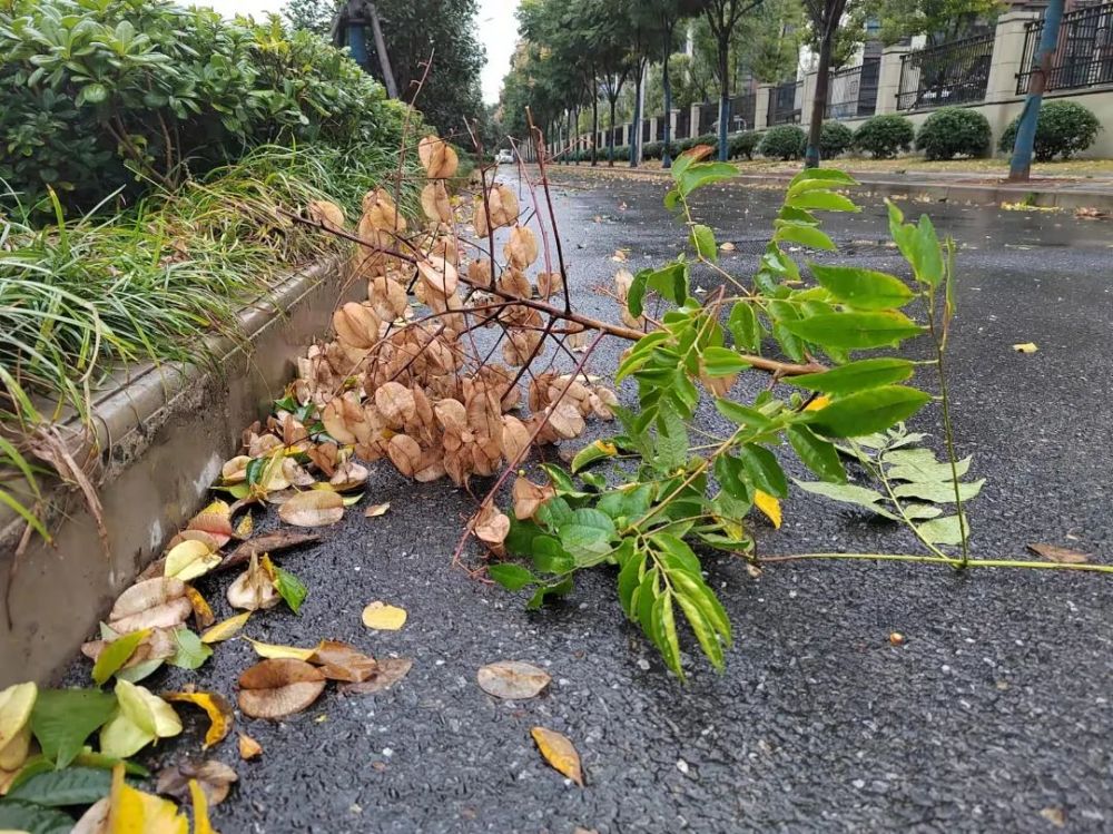 街道上也全是落叶残枝竟然都被吹倒了电瓶车,树,甚至铁大门.