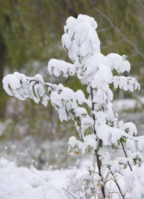 北京迎来入冬第一场雪