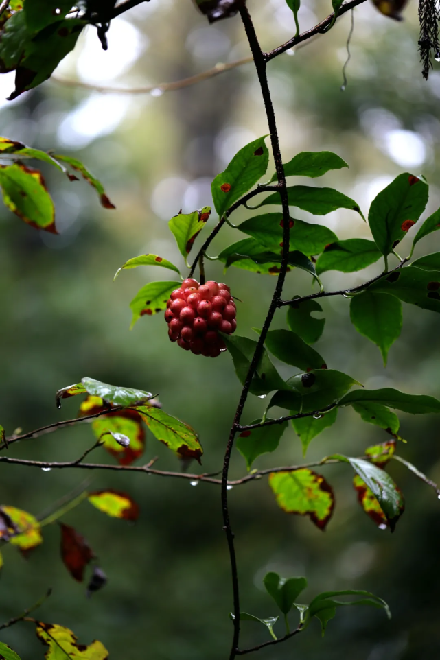 甬城草木记|山中找寻"野荔枝"