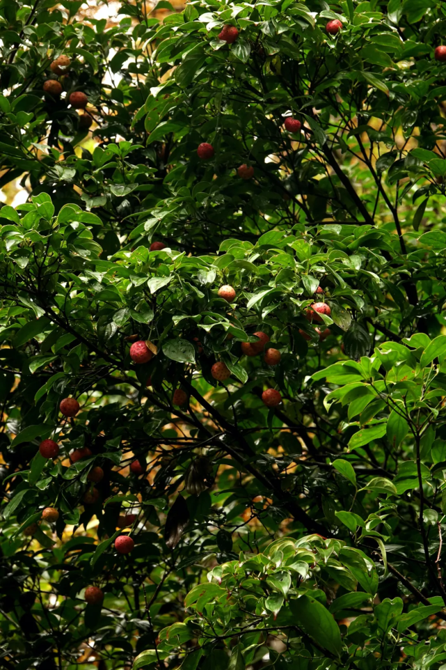 甬城草木记|山中找寻"野荔枝"