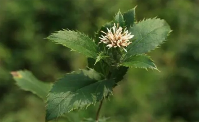 开白花的野草图片图片