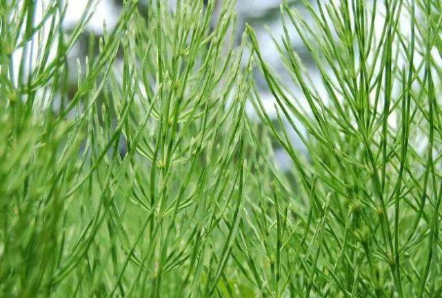 伴随金矿而生的2种野草土壤含金量越高植株越旺盛价值珍贵