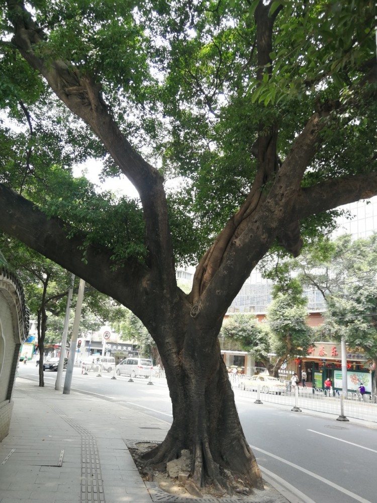 时空从鹏城转换到了花城街边盘根错节的参天大树让人印象颇深