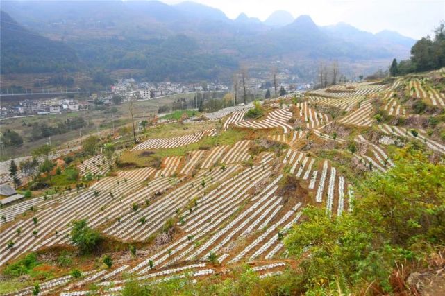 【贯彻党代会精神】织金县八步街道:谋划"秋冬种" 描绘"好钱景"