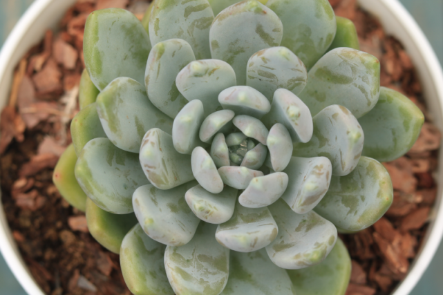 "胖美人"又叫白雪女王,景天科拟石莲花属多肉植物,中型种,叶片覆白霜