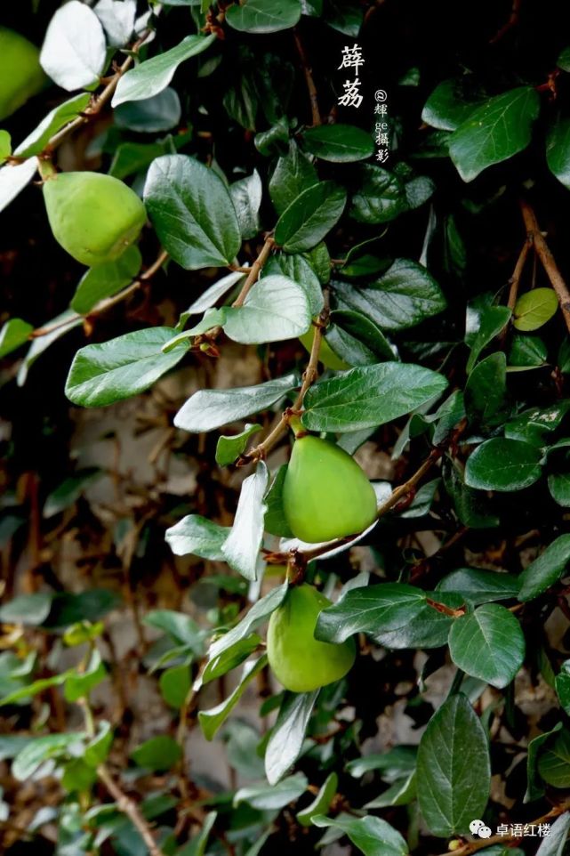 宝钗前世之迷:藤精草怪全靠石头滋养,人没修好就妄想做神