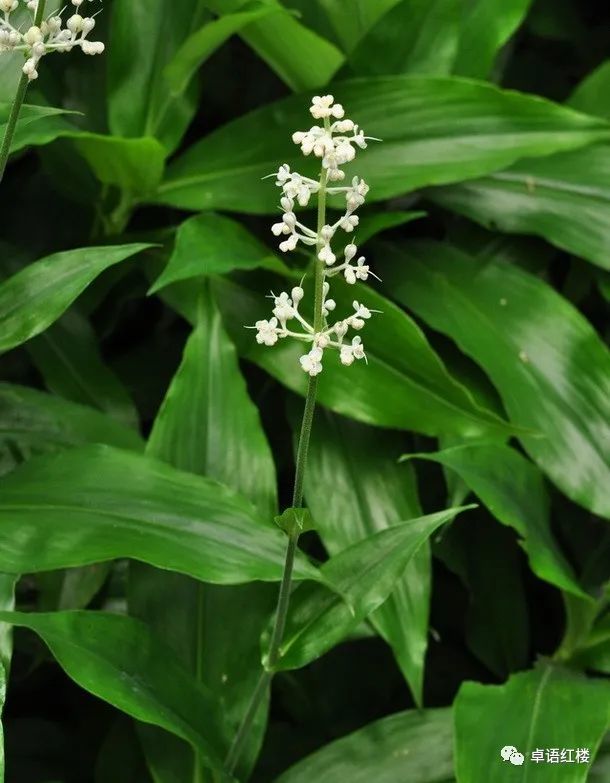 宝钗前世之迷:藤精草怪全靠石头滋养,人没修好就妄想做神