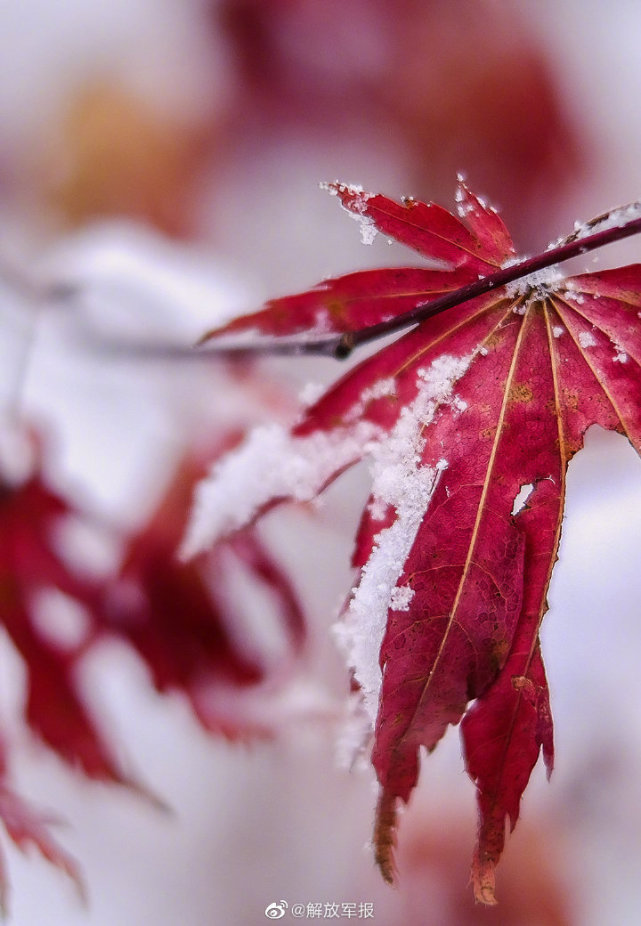 立冬枫叶图片高清图片