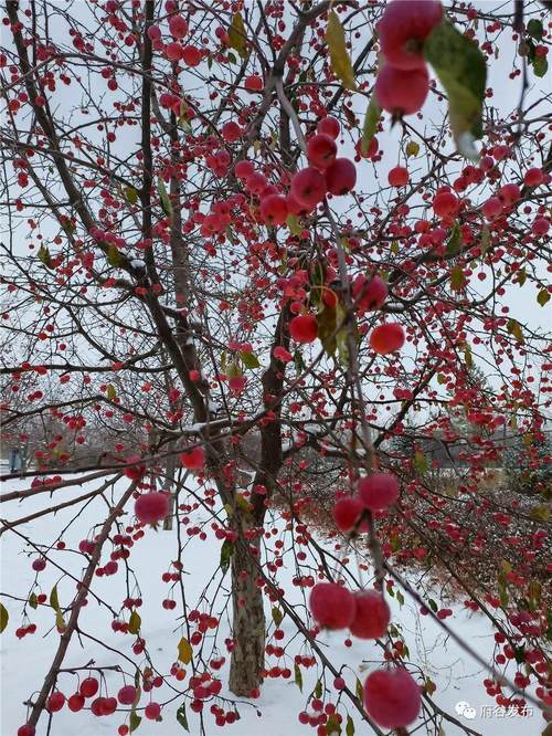 雪后的海红果美醉了,你见过吗?