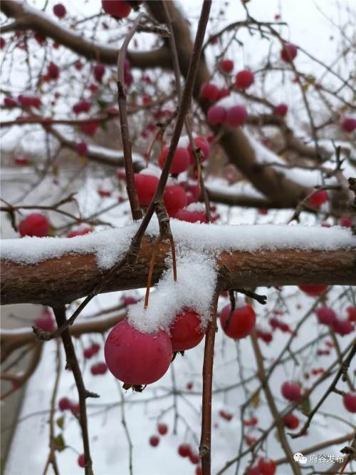 瑞雪映海红雪后的海红果美醉了你见过吗