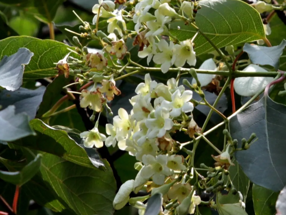 宁波植物香果树中国森林中最美丽动人的树