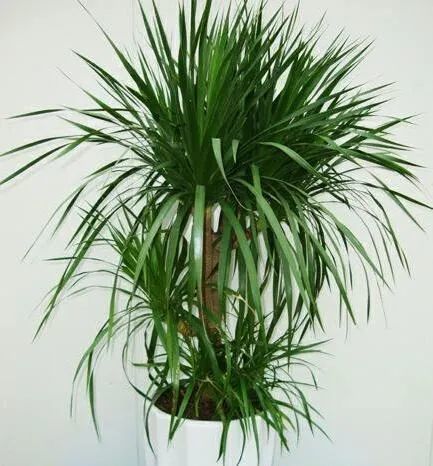 龙血树的养殖方法(巴西龙血树的养殖方法)