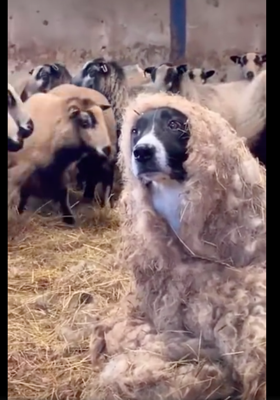 主人让狗狗披着羊毛取暖,旁边的羊群都看呆了,披着羊皮的狗?