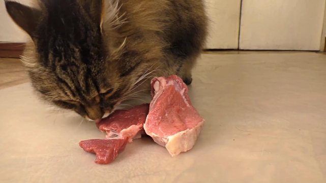猫咪到底能不能吃生骨肉