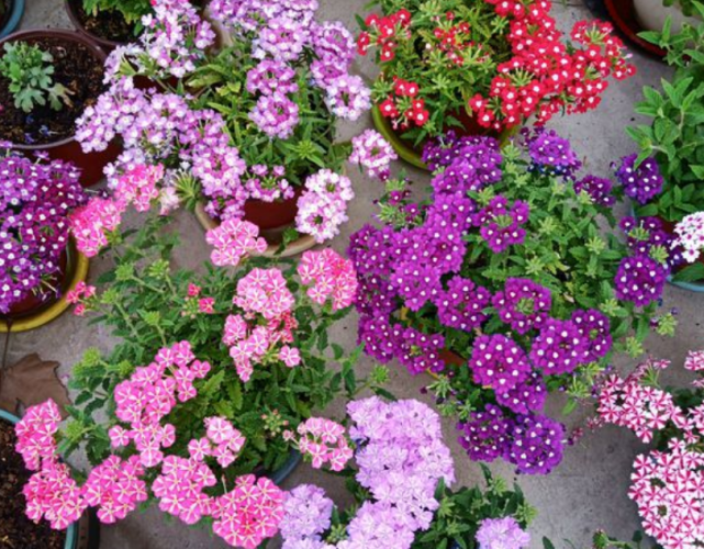 美女樱(美女樱鲜花图片)