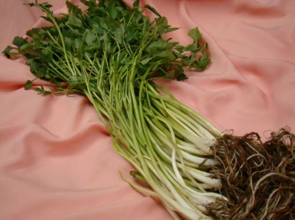 水芹少量上市价格有点辣手